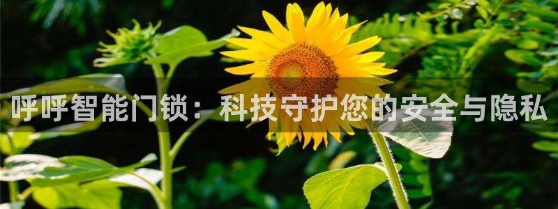 188bet注册利记官网app：呼呼智能门锁：科技守护您的安